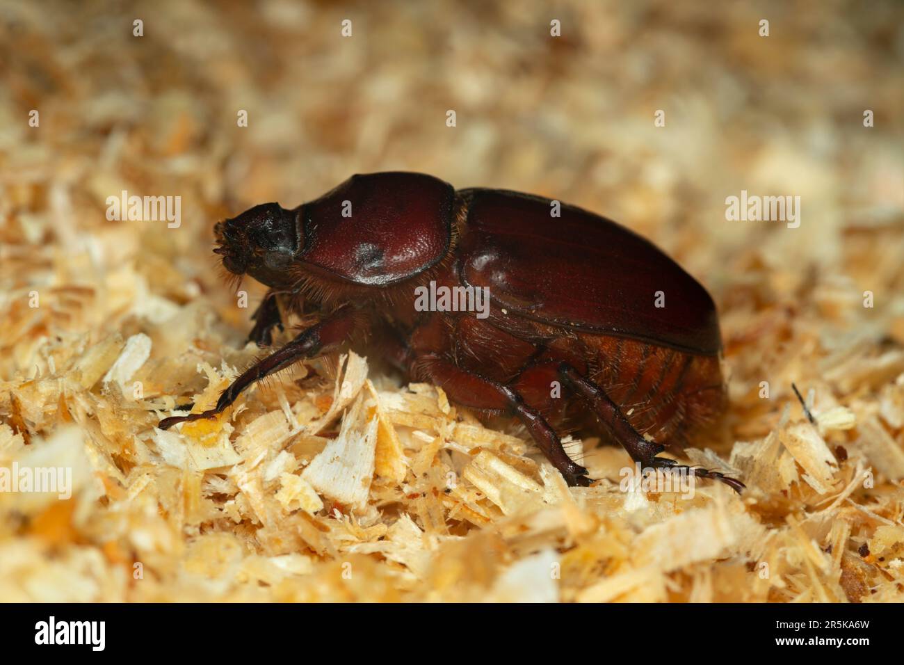 Weiblicher europäischer Nashorn-Käfer, Oryctes nasicornis auf Sägemehl, Makrofoto Stockfoto