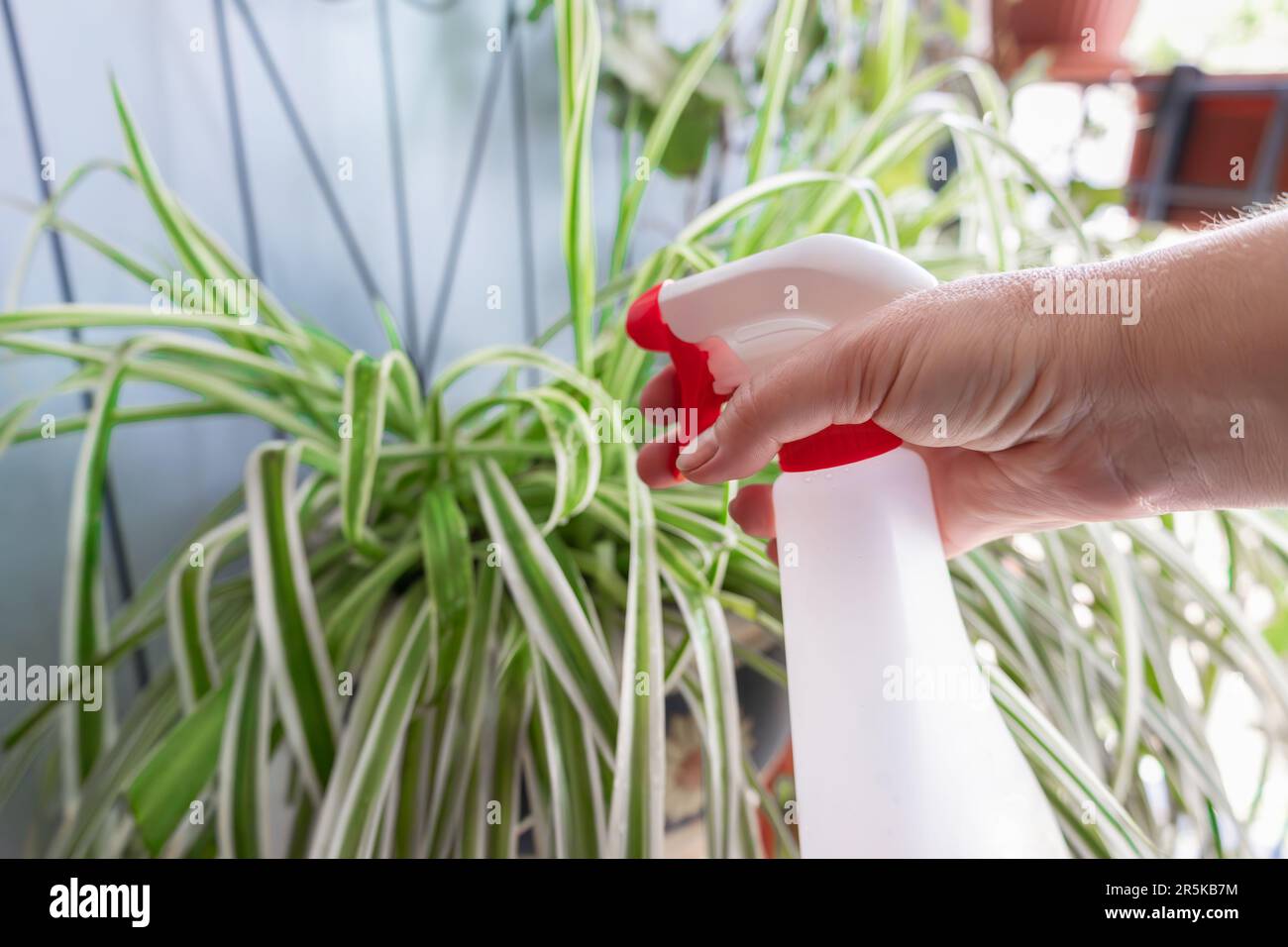 Nahaufnahme einer Frauenhand, die eine Plastik-Sprühflasche mit Wasser für die Hauspflanzenpflege hält. Stockfoto