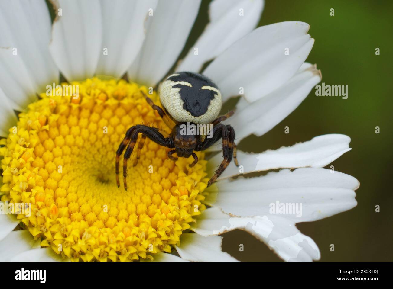 Natürliche Nahaufnahme einer Napoleon-Spinne, Synema globosum in einer gelben weißen Ochsenaugen-Gänseblümchen, Leucanthemum vulgare Stockfoto