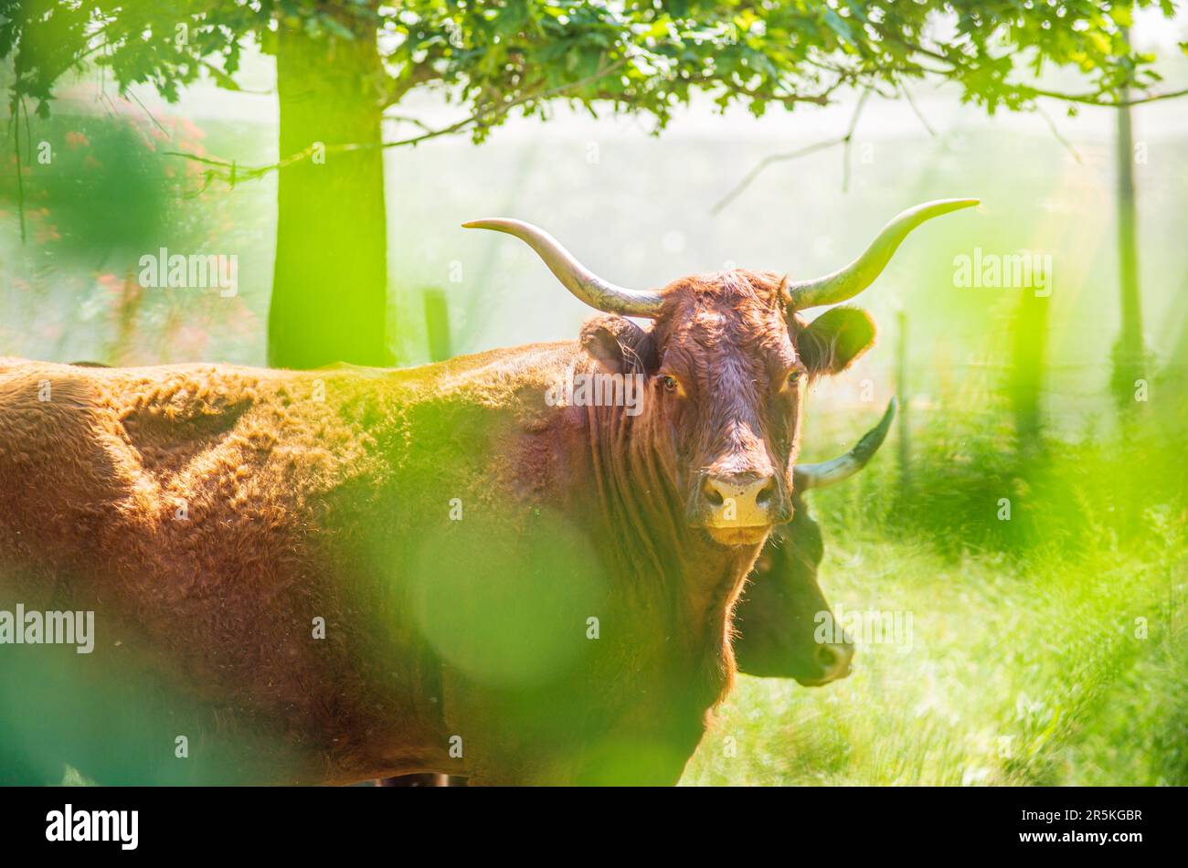 Red Salers-Kühe, beobachtet durch beleuchtetes Laub, eine echte traditionelle Fotografie von Rindern Stockfoto