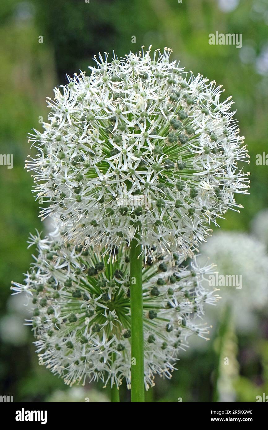 Allium 'Mont Blanc' in Blume. Stockfoto
