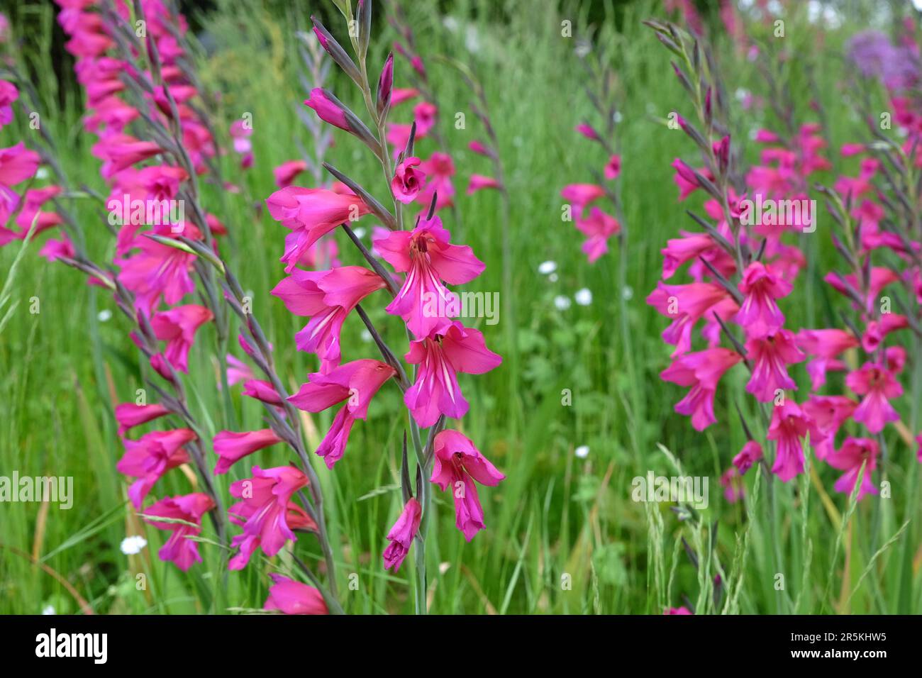 Maisfahne in Blüte. Stockfoto