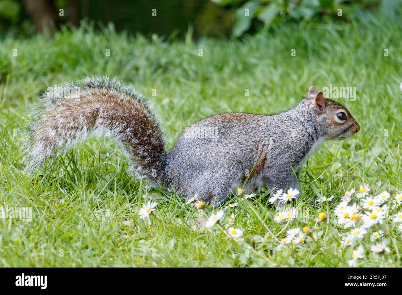 Östliches graues Eichhörnchen (Sciurus Carolinensis), Futtersuche im Gras, London, Großbritannien Stockfoto