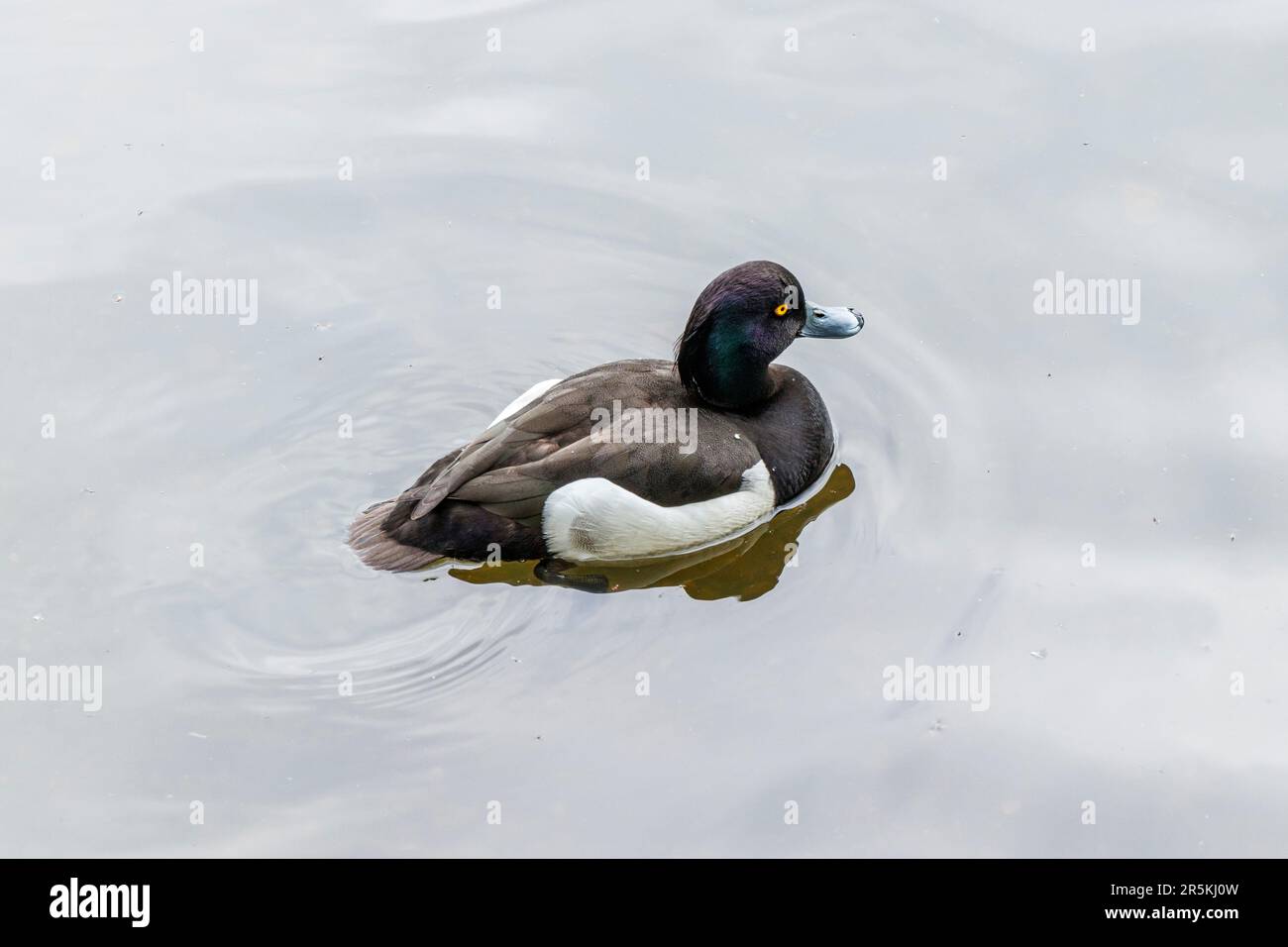 Männliche getuftete Ente oder getuftete Pochard (Aythya Fuligula), die auf einem Teich in London, Großbritannien, schwimmen Stockfoto