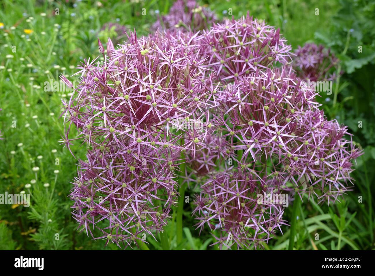 Allium cristophii, die persische Zwiebel oder der Stern Persiens in Blüte. Stockfoto