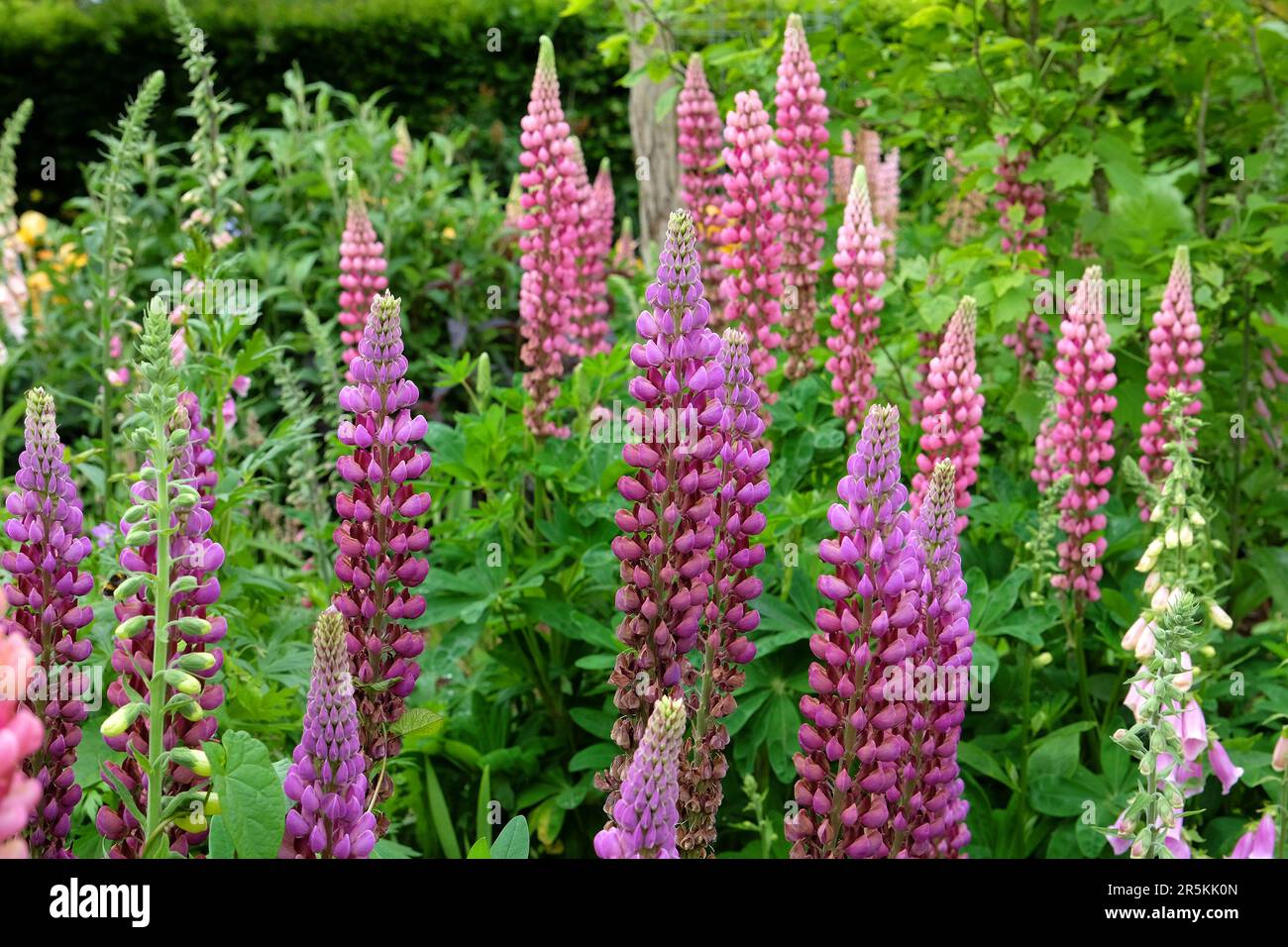 Eine Gruppe bunter Lupinen in Blüten. Stockfoto