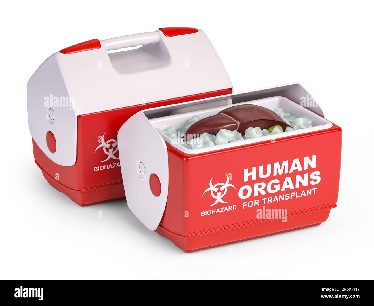 Menschliches Organ für Transplantationskühlschränke mit einem Hebel isoliert auf weiß. 3D Abbildung Stockfoto