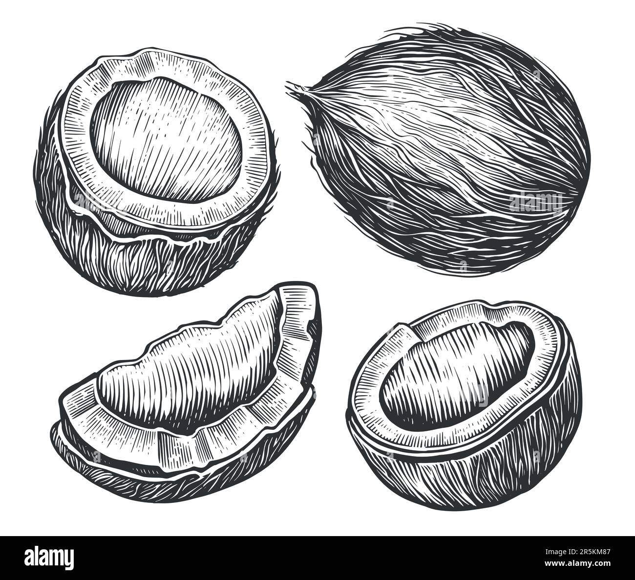 Kokosnussmutter-Set. Handgezeichnete Skizze Vektor tropische Lebensmittel Vektor Illustration. Vintage-Style Stock Vektor