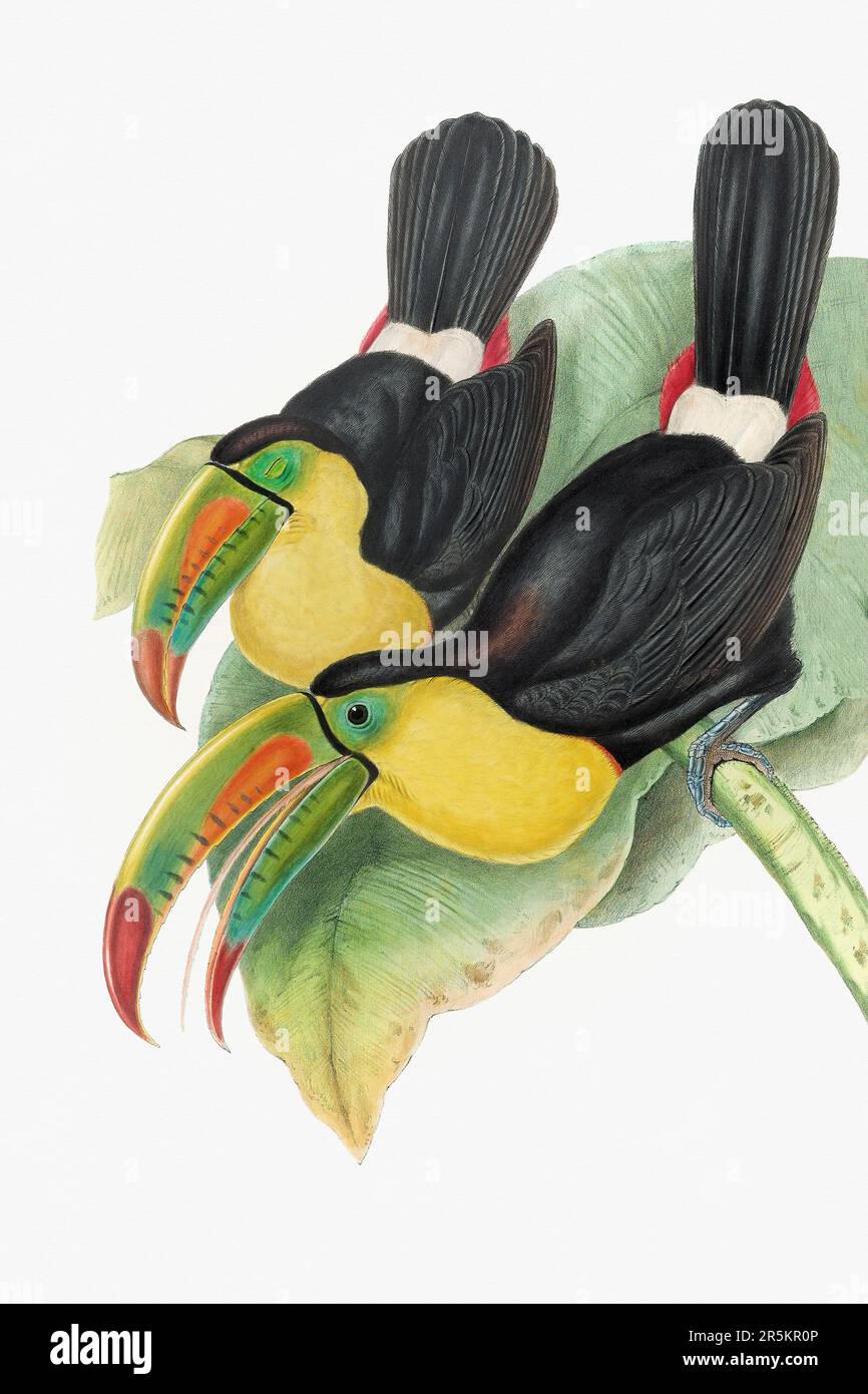 Wunderschöne Illustration aus dem 19. Jahrhundert. Bunte tropische Vögel. Antike zoologische Illustration. Ca 1850. Stockfoto
