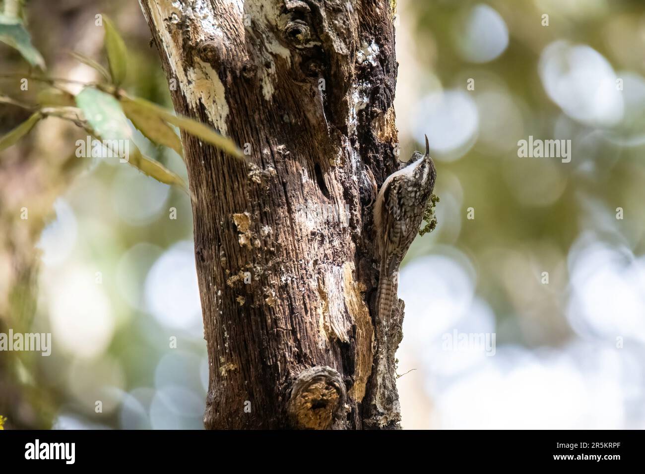 Bartailed Treecreeper Certhia himalayana Naina Devi Himalayan BCA, Nainital County, Uttarakhand, Indien, 1. März 2023 Erwachsener Certhiidae Stockfoto
