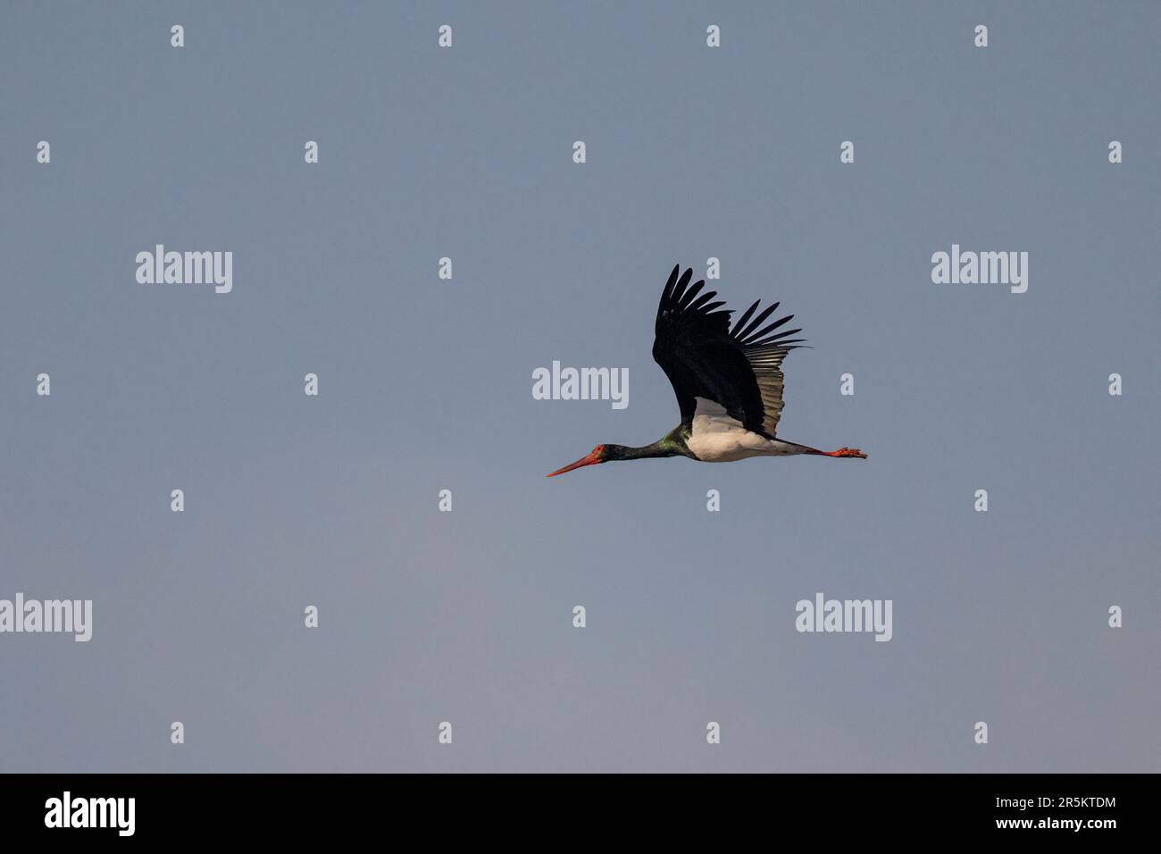 Black Stork Ciconia nigra Corbett National Park, Ramganga River Overlook, Pauri Garhwal County, Uttarakhand, Indien 24. Februar 2023 Erwachsener im Flug Stockfoto