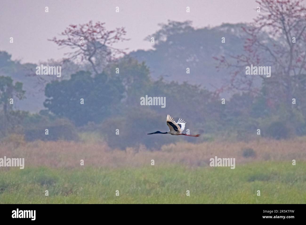 Schwarzhalsstorch Ephippiorhynchus asiaticus Karizanga National Park, Nagaon County, Assam, Indien, 7. Februar 2023 Erwachsener im Flug. Ci Stockfoto