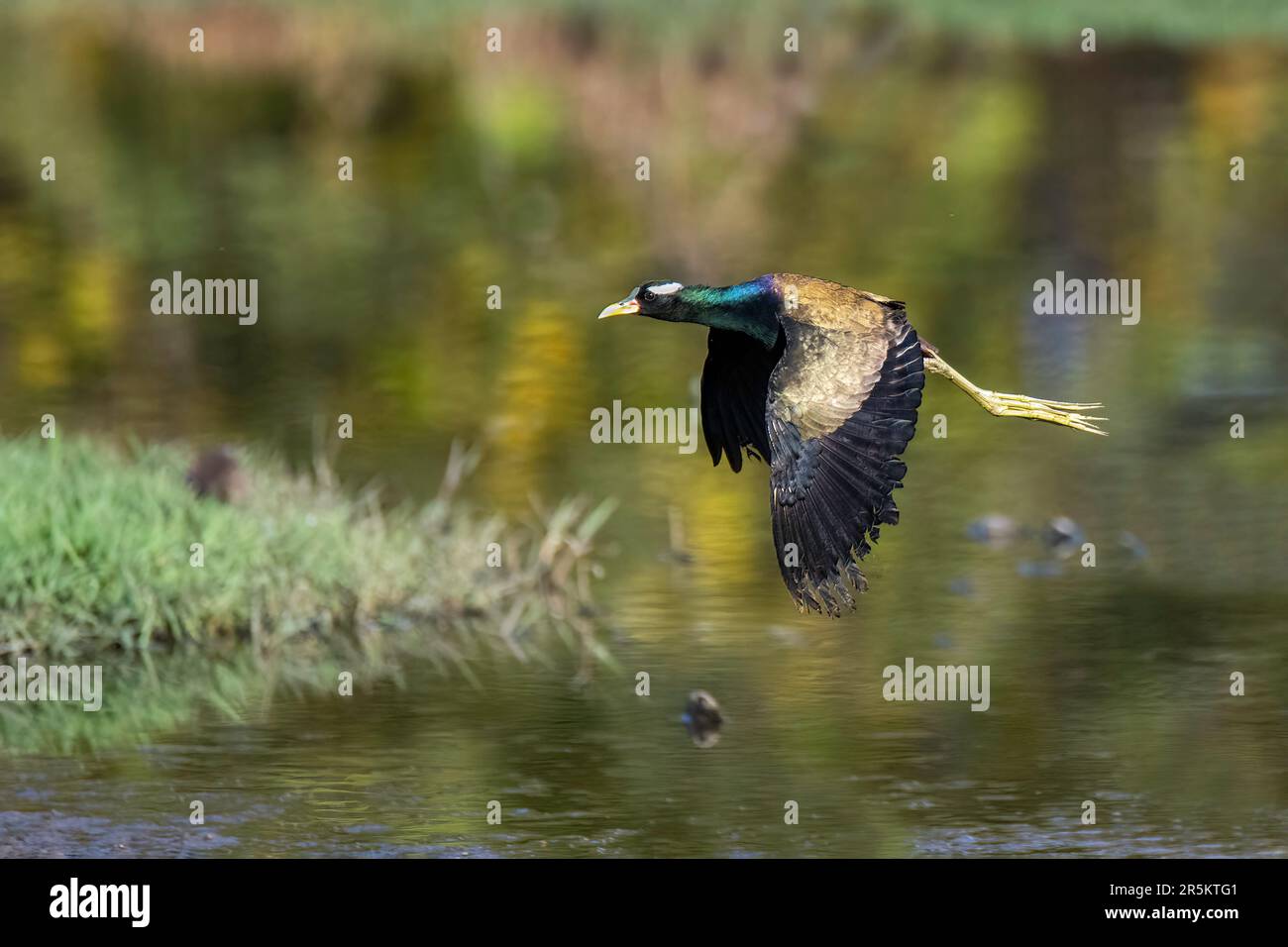 Bronzeschwinged Jacana Metopidius indicus Keoladeo National Park, Bharatpur, Rajasthan, Indien, 13. Februar 2023 Erwachsener im Flug. Jacanidae Stockfoto