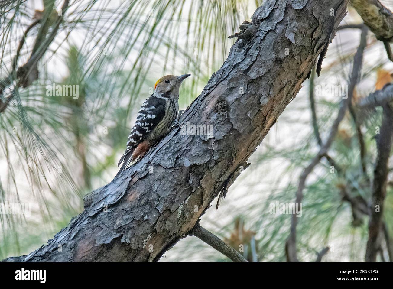 Brown-Front Woodpecker Dendrocoptes auriceps Kumeria Forest, SH 14, Almora County, Uttarakhand, Indien, 26. Februar 2023 Erwachsener, Männlich Picid Stockfoto