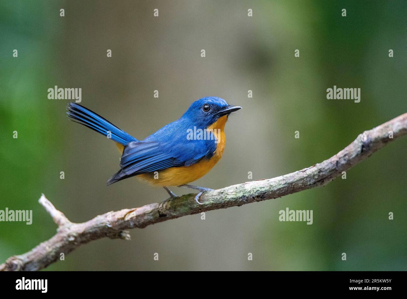 Dayak Blue Flycatcher Cyornis montanus Trus Madi Mountains, Sabah, Borneo, Malaysia, 30. November 2022 Erwachsener, Männlich Muscicapidae Stockfoto