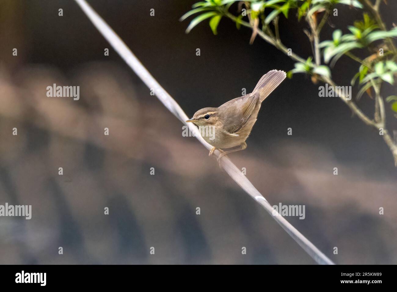 Dusky Warbler Phylloscopus fuscatus Karizanga National Park, Nagaon County, Assam, Indien 8. Februar 2023 Erwachsener Phylloscopidae Stockfoto