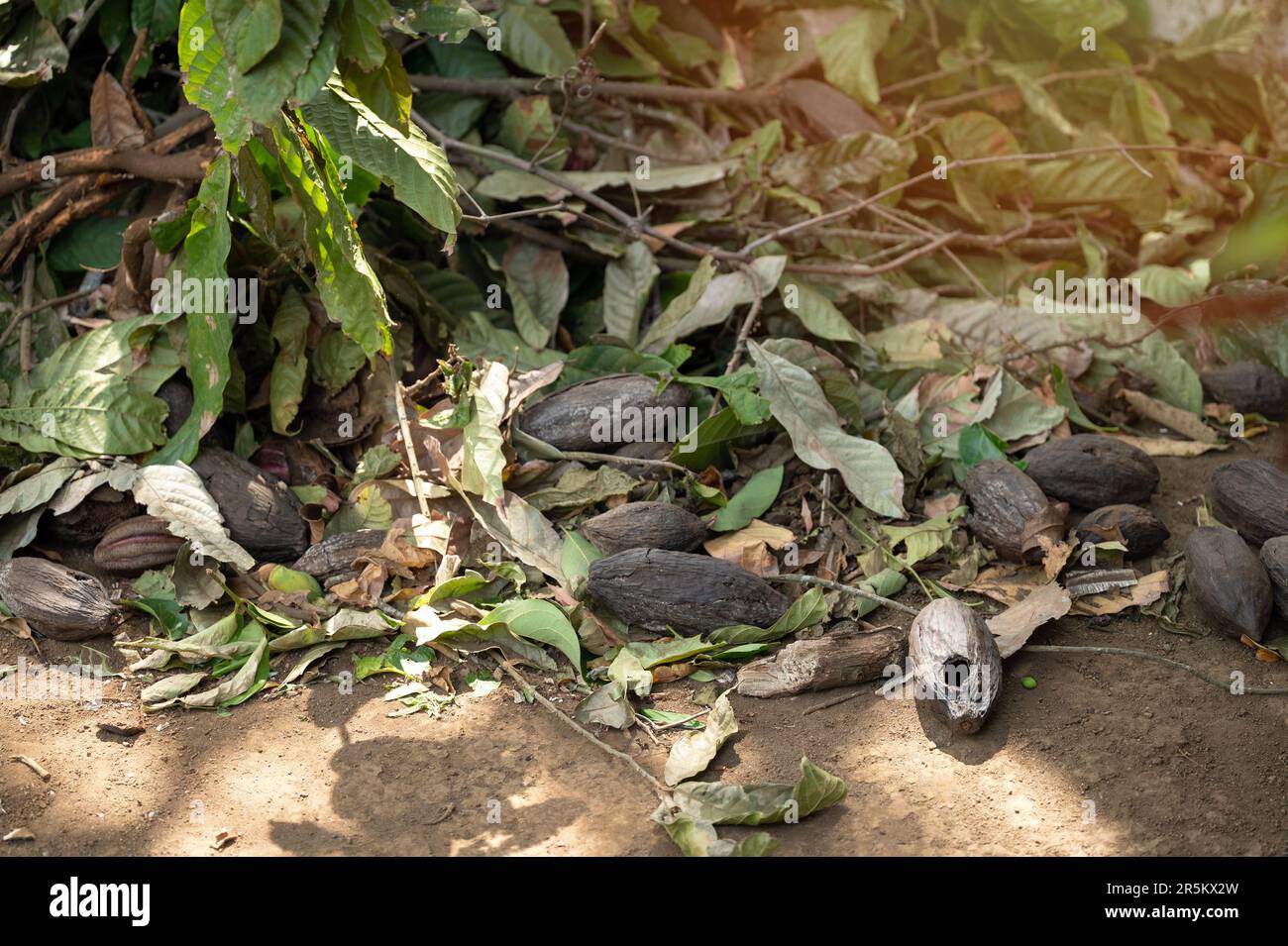 Schlechte Kakaoschoten lagen nach der Krankheit auf dem Feld Stockfoto