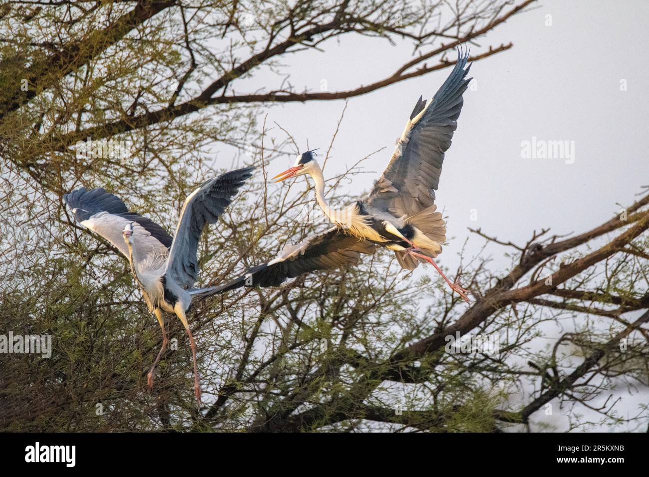 Gray Heron Ardea cinerea Keoladeo National Park, Bharatpur County, Rajasthan, Indien 14. Februar 2023 Erwachsene kämpfen. Ardeidae Stockfoto