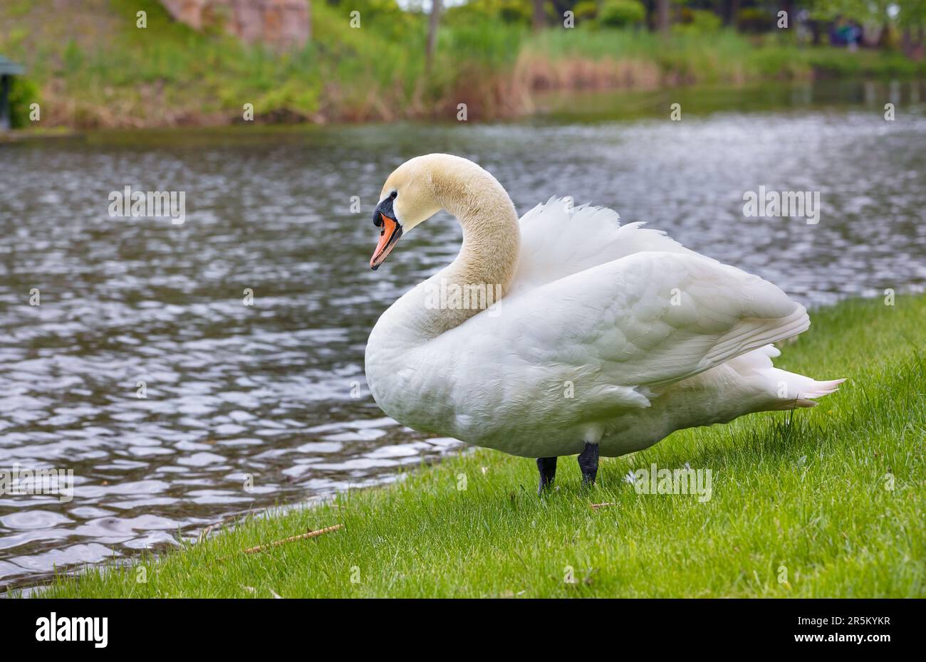 Weißer Schwan auf grünem Gras in der Nähe des Teichs in Unschärfe. Wildvogel in der Natur. Stockfoto