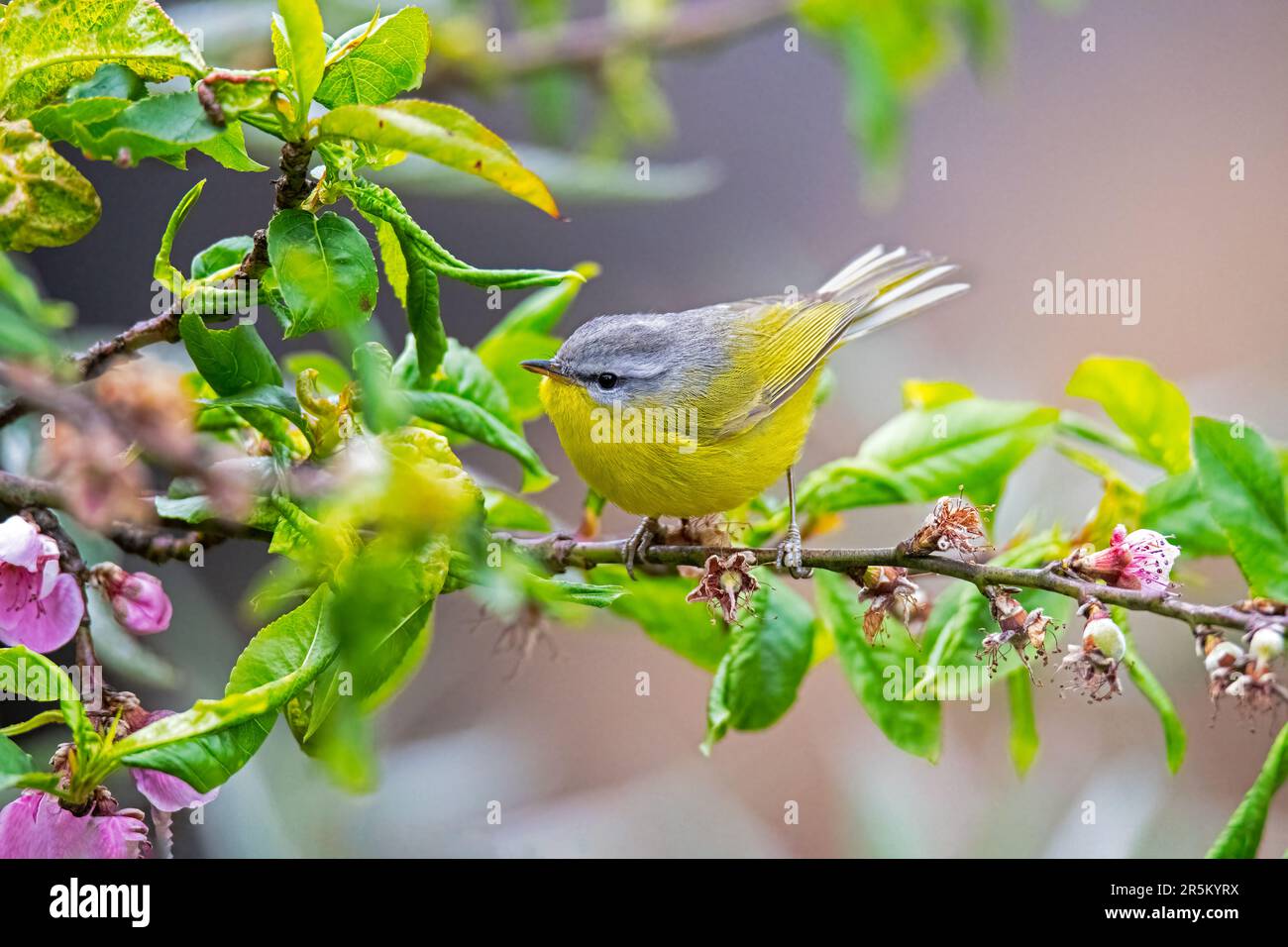 Gray-Hooded Warbler Phylloscopus xanthoschistos Nanital, Indien, 1. März 2023 Erwachsener Phylloscopidae Stockfoto