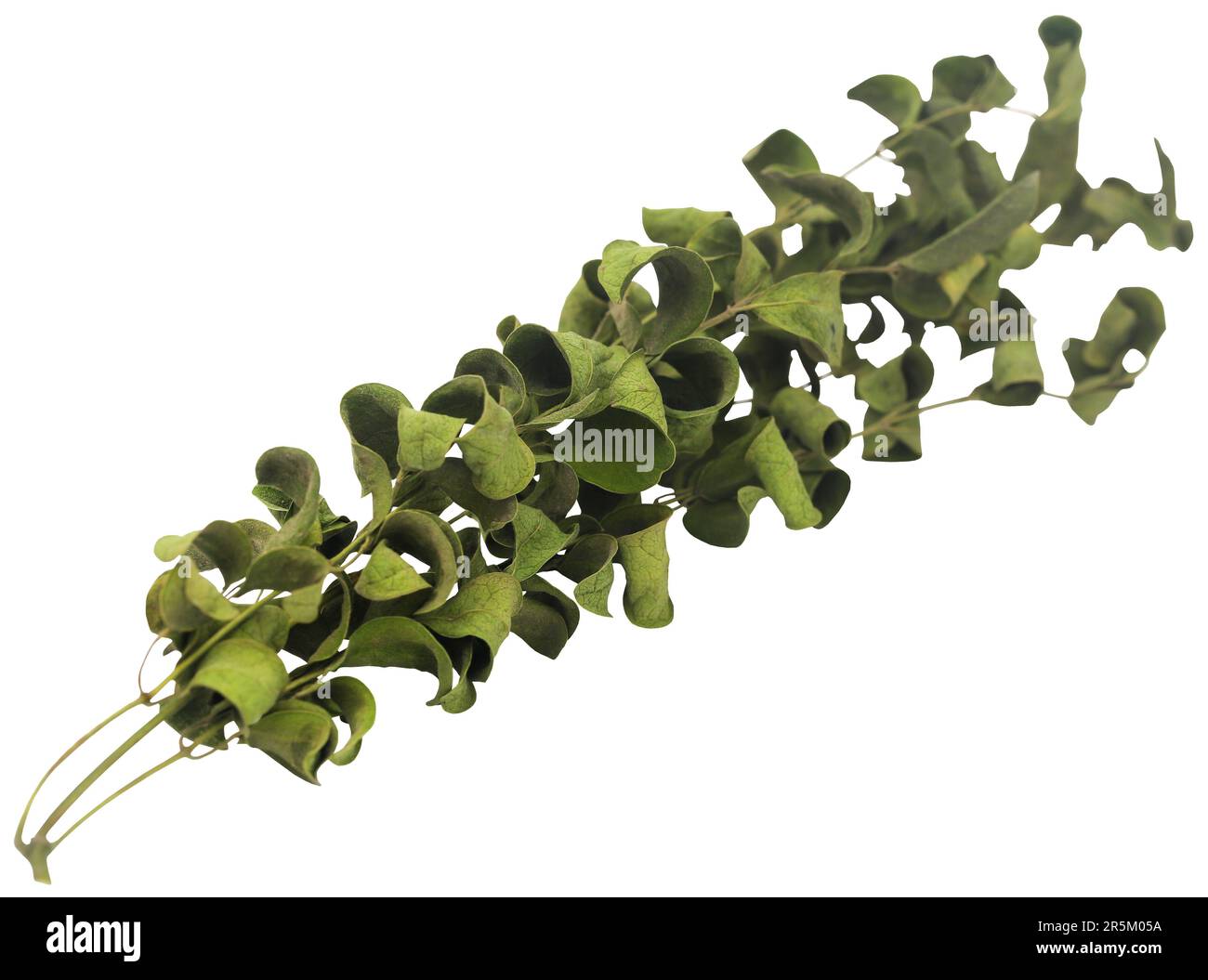 Trockene Moringa lässt sich schließen und isolieren Stockfoto