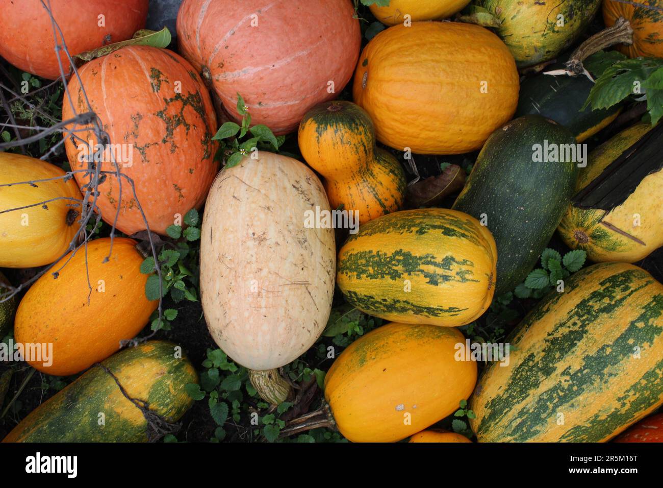 Mehrfarbige orange-gelbe grüne Kürbisse liegen auf dem Gras. Halloween-Hintergrund für die Feiertage. Stockfoto