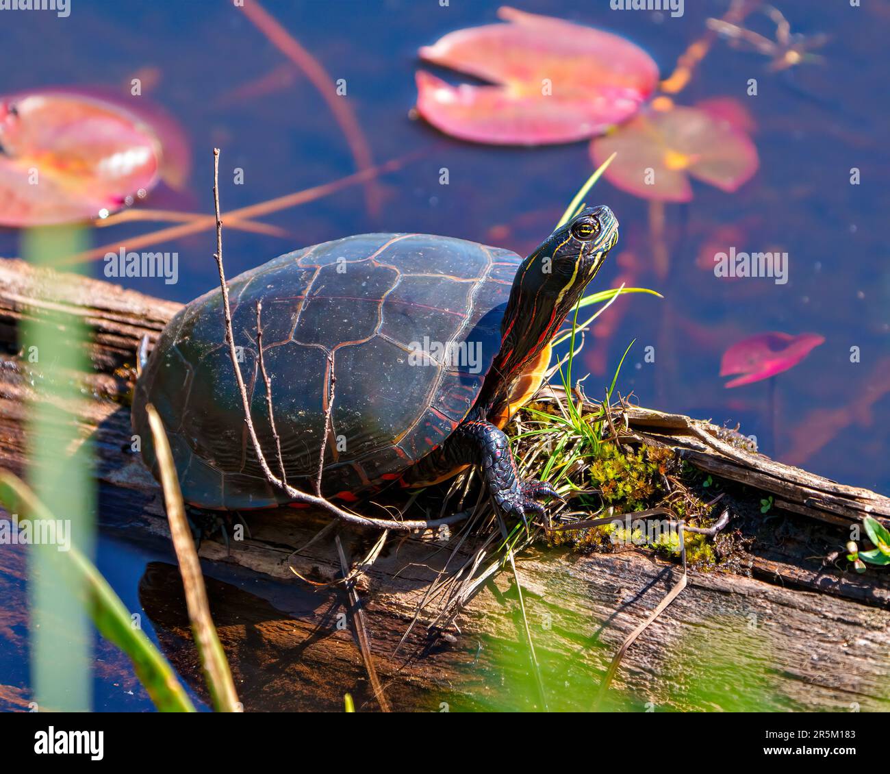 Gemalte Schildkröte, die auf einem Baumstamm im Teich mit Seerosenbesen ruht und ihre Schildkrötenschale, ihren Kopf und ihre Pfoten in ihrer Umgebung und ihrem Lebensraum zeigt. Stockfoto