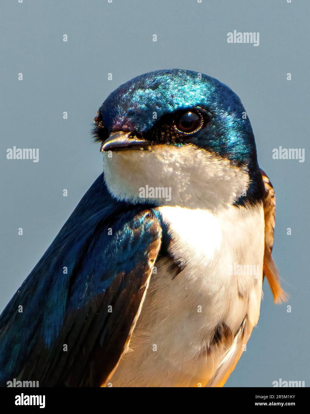 Nahaufnahme des Schwalbenkopfes mit blauem Hintergrund in seiner Umgebung und Umgebung. Kopfschuss. Stockfoto