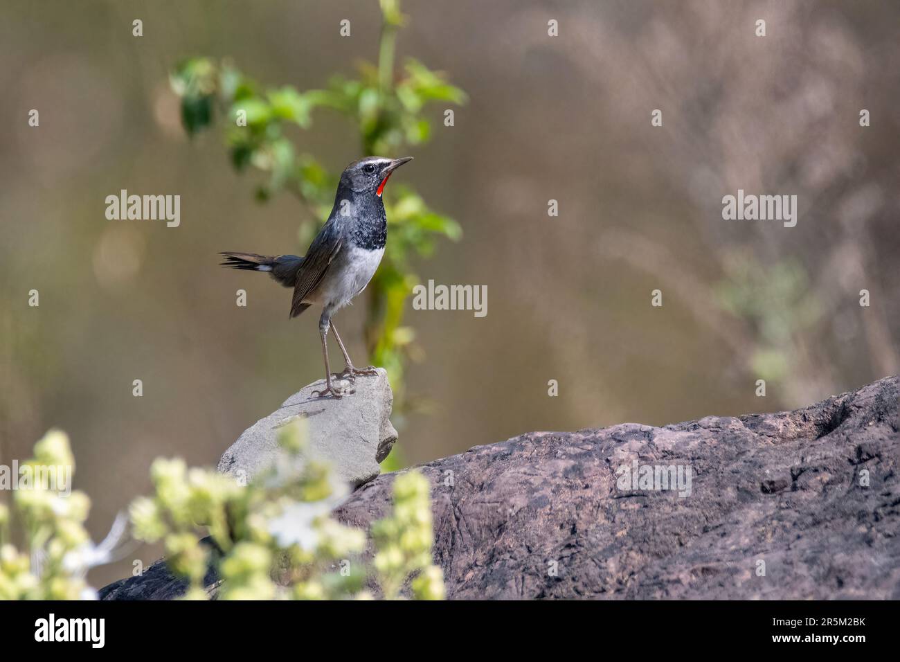 Himalayan Rubythroat Calliope pectoralis Nainital, Nainital, Nainital County, Uttarakhand, Indien, 27. Februar 2023 Erwachsener Muscicapidae Stockfoto