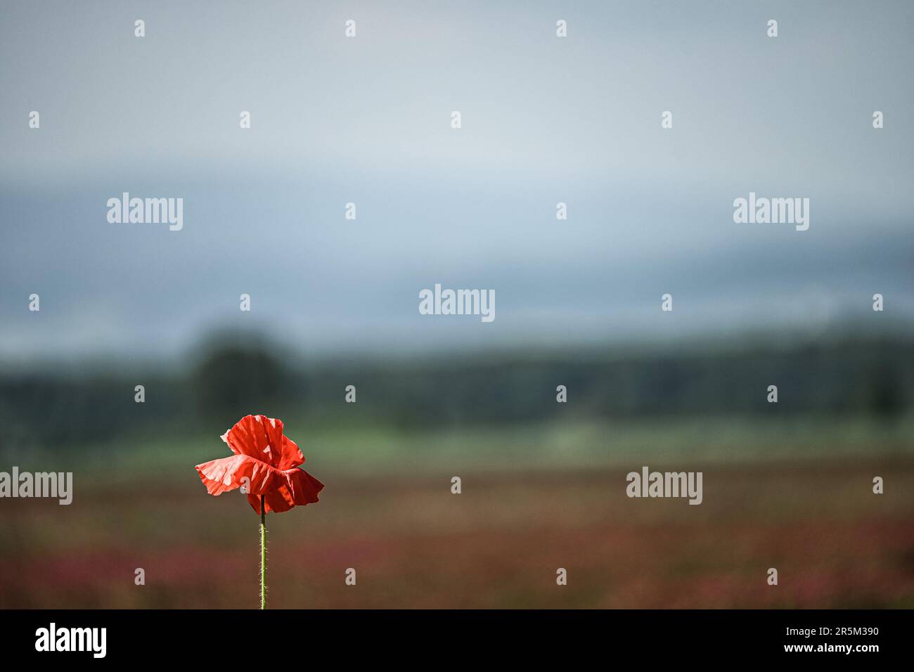 Klee auf dem Feld gepflanzt, rosa Klee, Landschaft Stockfoto