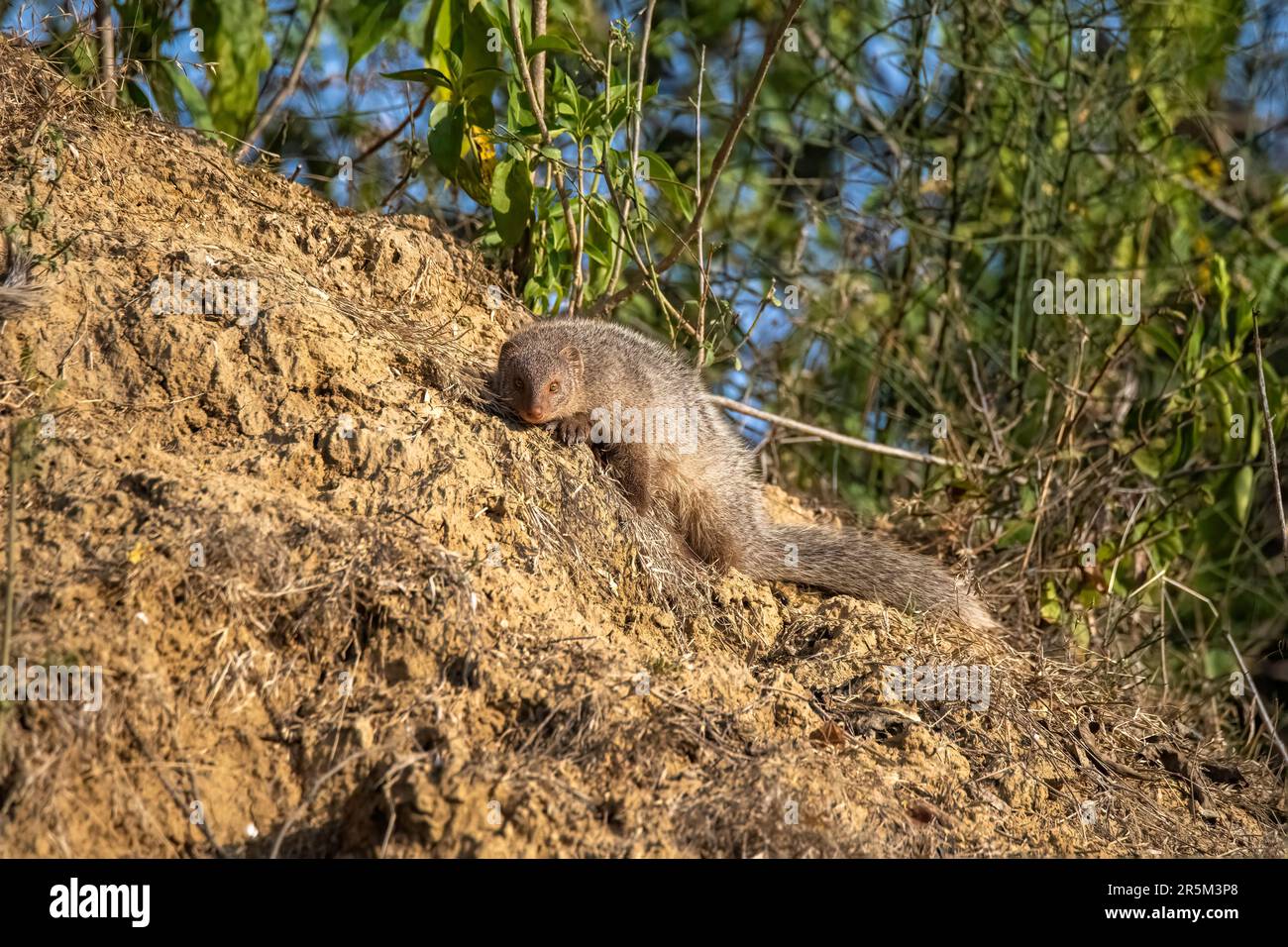 Indian Gray Mongoose Herpestes edwardsii Chambal River Sanctuary, Bhind County, Madhya Pradesh, Indien, 12. Februar 2023 Sonnenbaden für Erwachsene. Herp Stockfoto