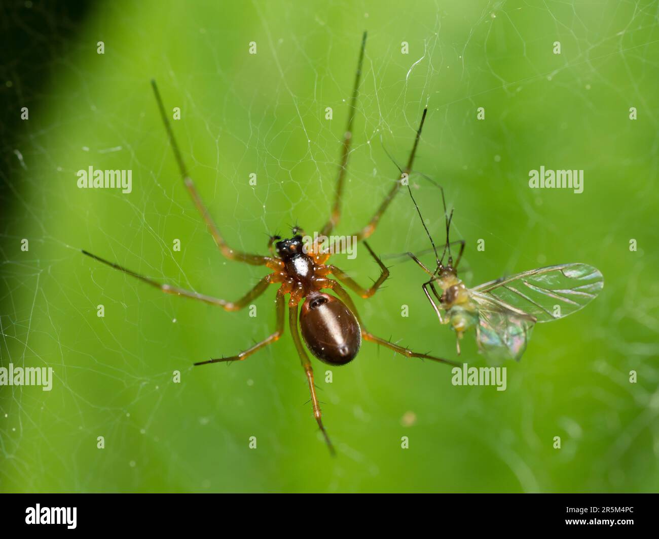 Der stille Jäger: Eine geduldige Spinne lauert in ihrem komplizierten Netz, bereit für Beute, um sich in die Nähe zu wagen, und zeigt das empfindliche Gleichgewicht der Geduld der Natur Stockfoto
