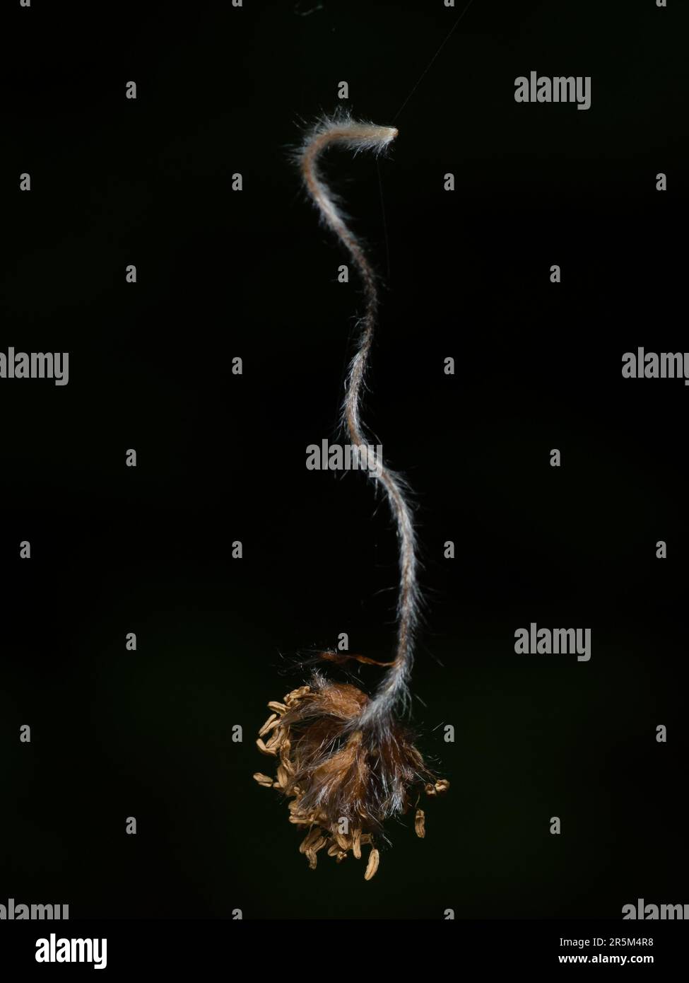 Mit seiner pulsierenden Eleganz, der Kunstfertigkeit der Natur, wird sie in exquisiten Makrodetails festgehalten Stockfoto