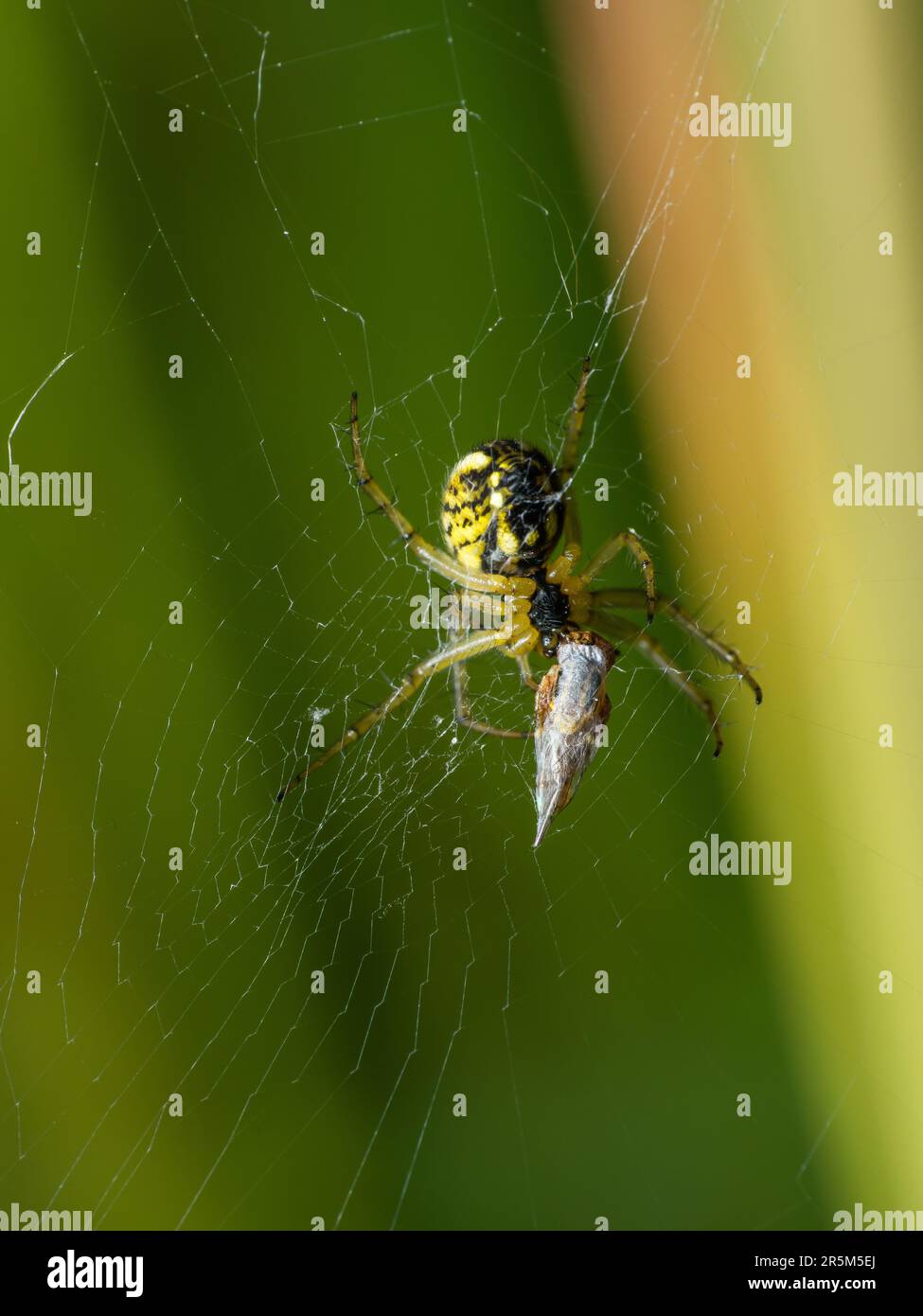 Der Master Weaver's Triumph: A Spider's Silken Snare erhält seinen neuesten Preis. Stockfoto