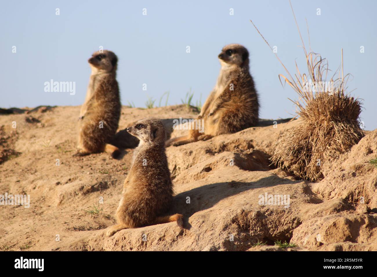 Komische Tiere: Erdmännchenwächter Stockfoto