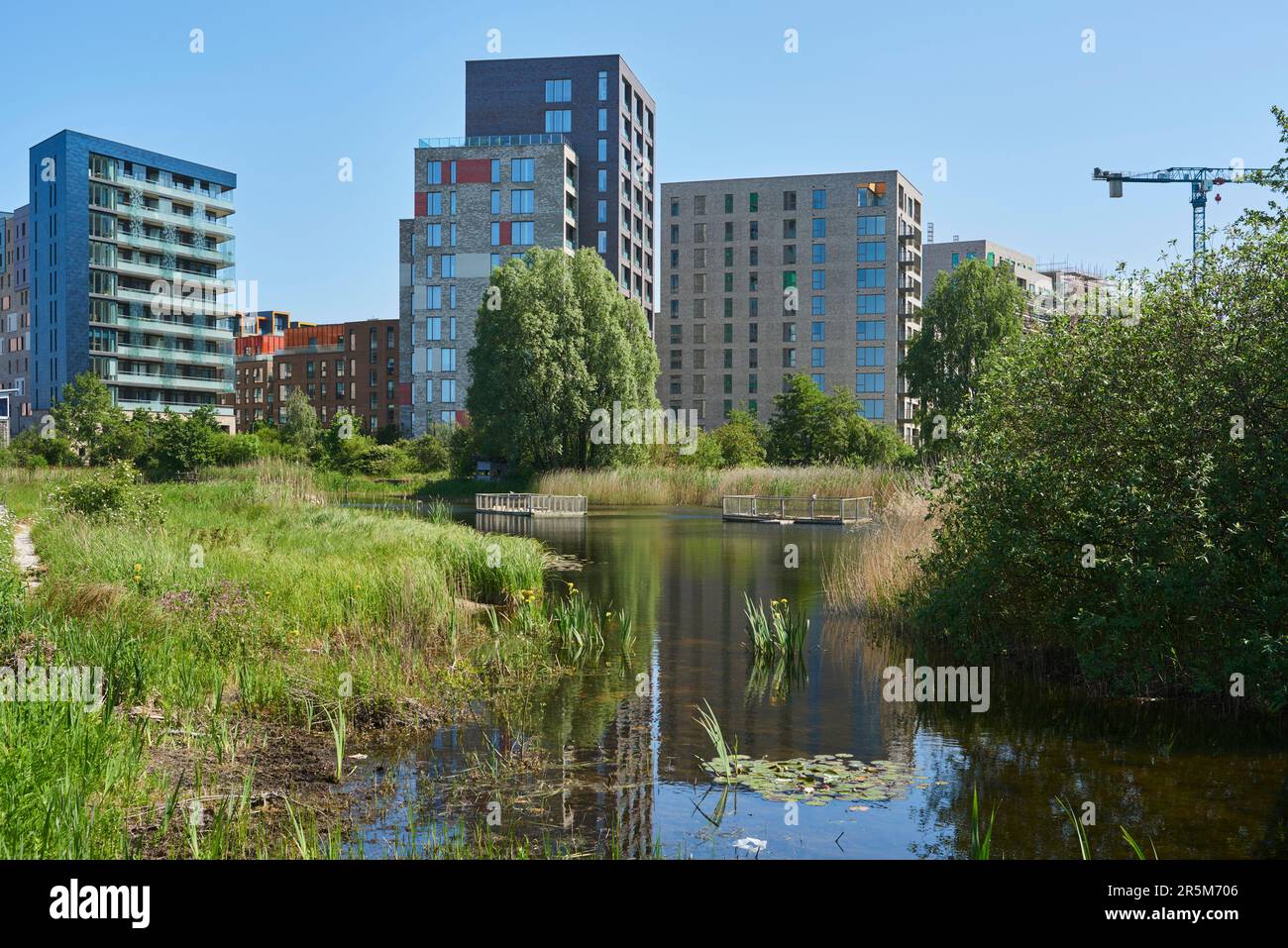 Greenwich Peninsula Ecology Park, London UK, im Sommer, mit neuen Wohngebäuden im Hintergrund Stockfoto