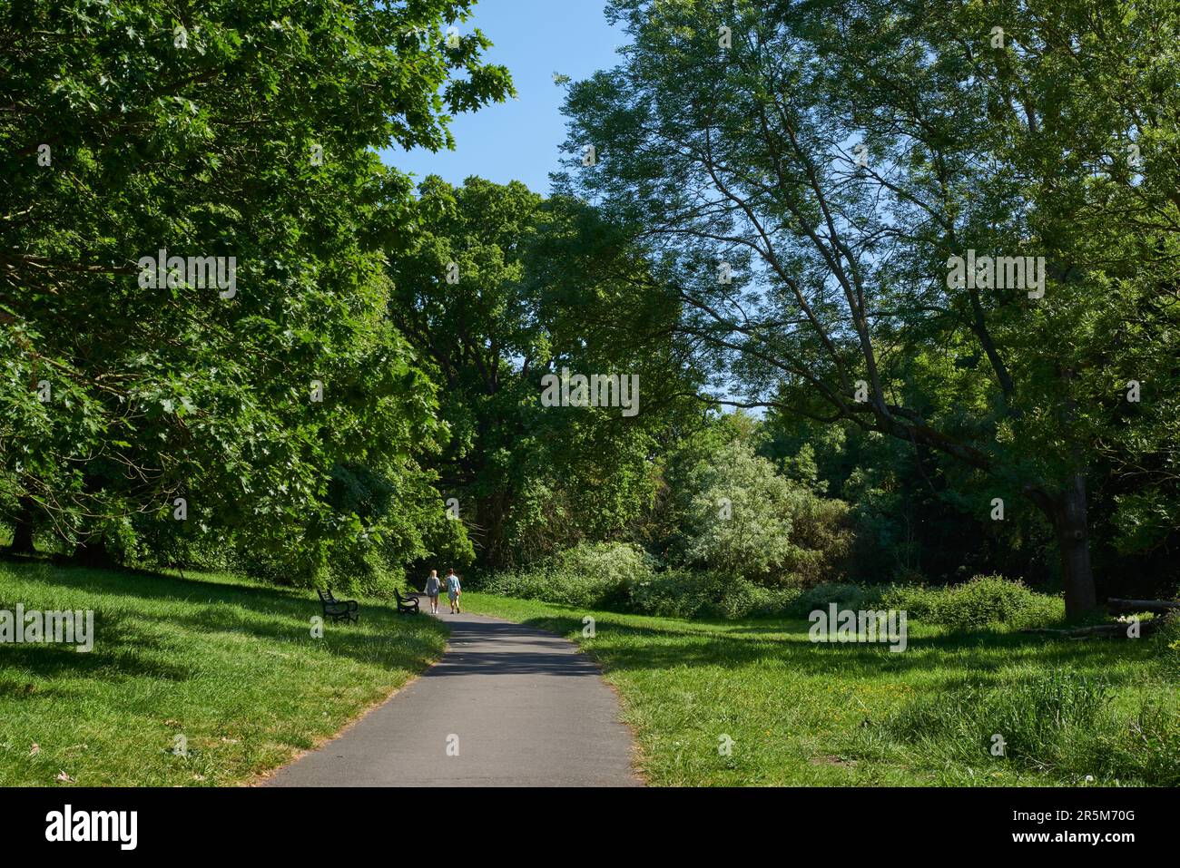 Bäume und Fußwege im Maryon Wilson Park, Charlton, London, Großbritannien, im Frühsommer Stockfoto