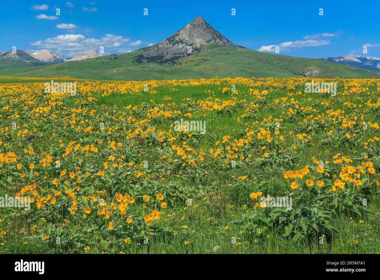 Blühende Arrowleaf Balsamroot in der Prärie unterhalb des Heuhaufen butte bei augusta, montana Stockfoto