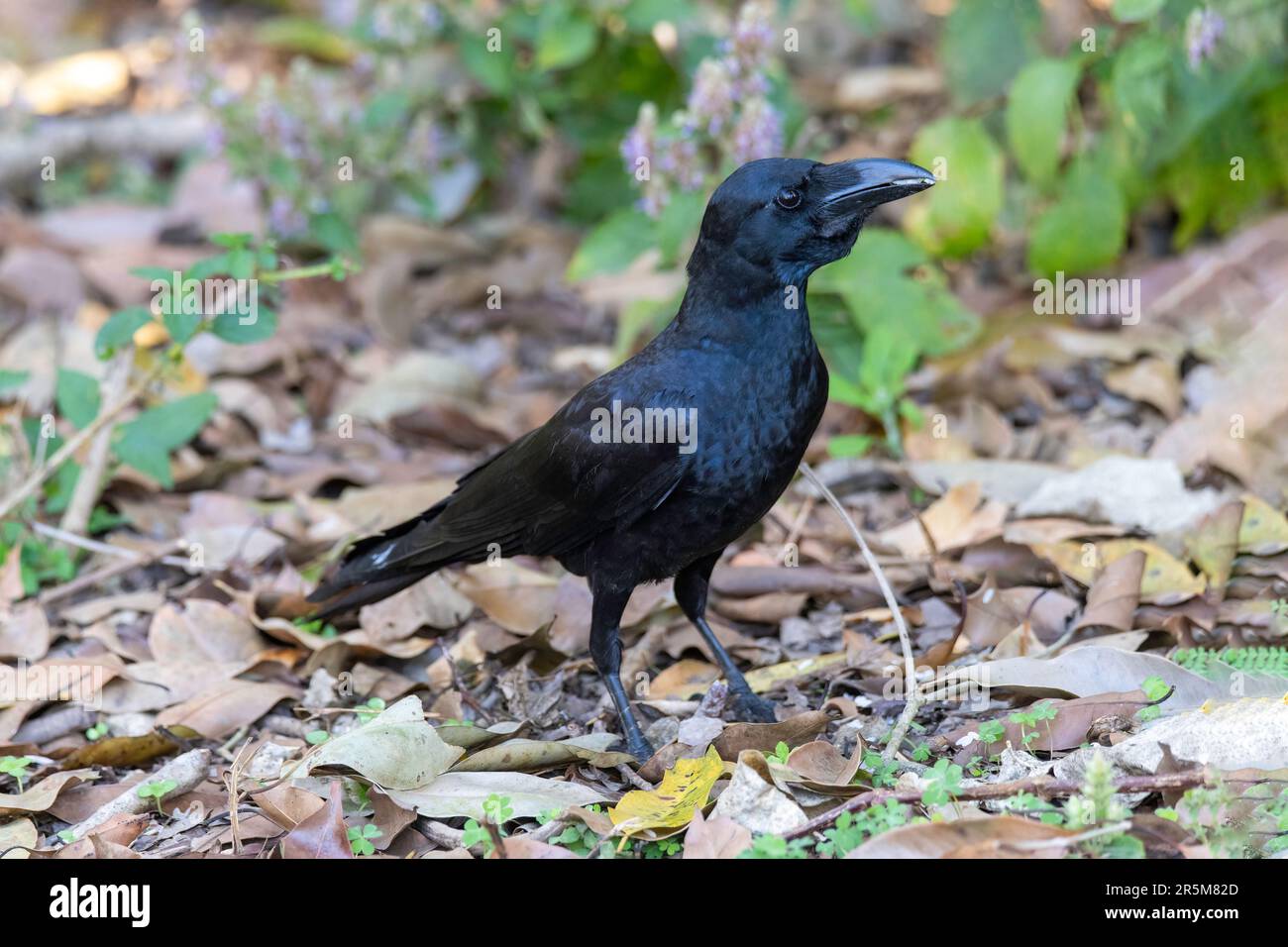 Großschnabel-Crow Corvus macrorhynchos Corbett National Park, Pauri Garhwal County, Uttarakhand, Indien, 24. Februar 2023 Erwachsener Corvidae Stockfoto