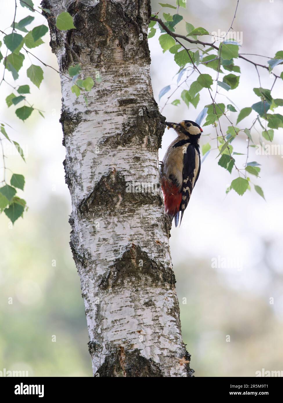 Großer Specht (Dendrocopos Major), der eine Birke mit Würmern pickt. Stockfoto