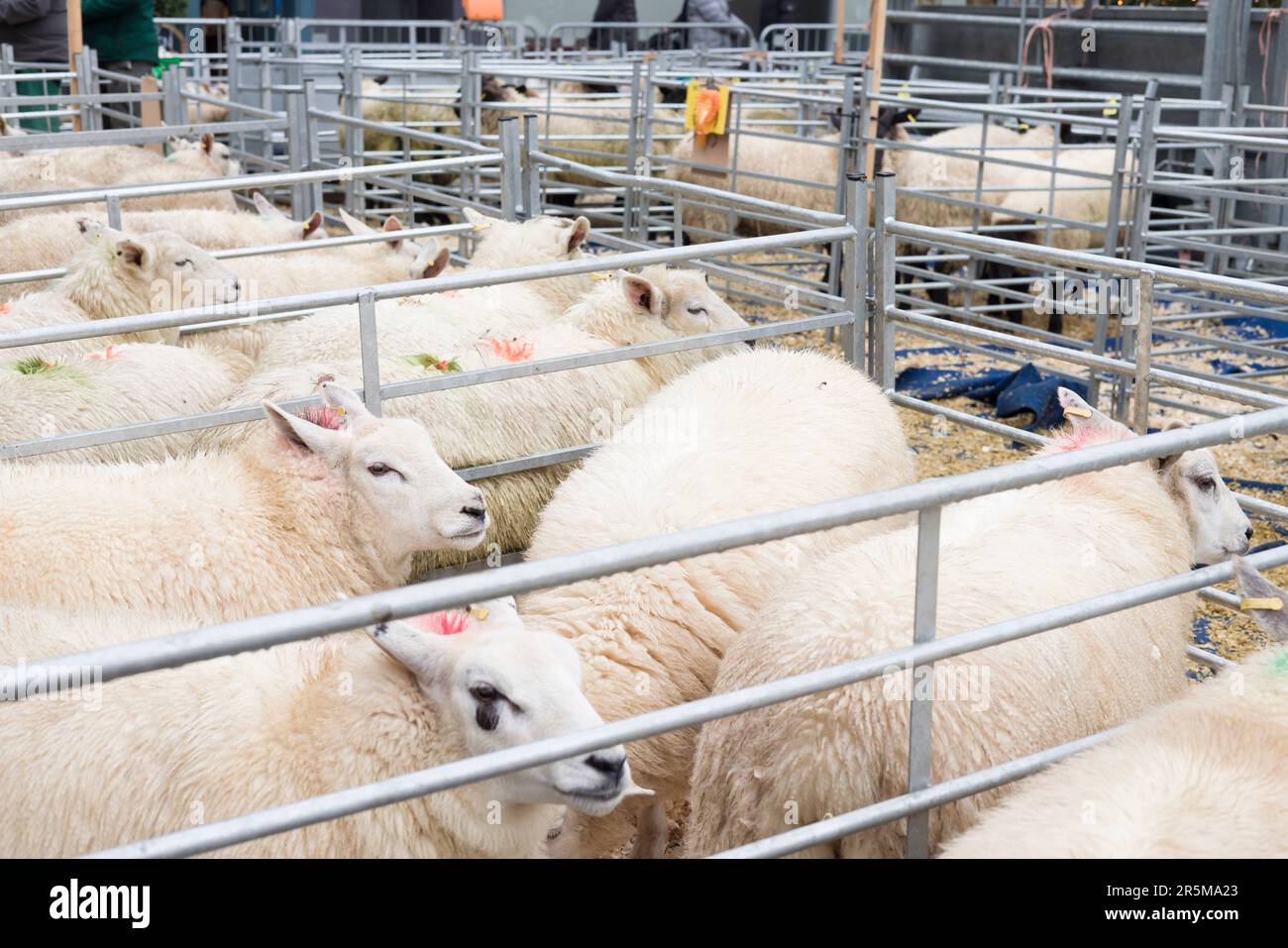 Schafe werden bei der Winslow Primestock Show in Buchten gehalten. Die Show ist eine jährliche Veranstaltung in der historischen Marktstadt Buckinghamshire Stockfoto