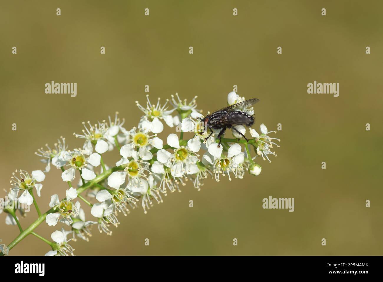 Weibliche Fliege, Sarcophaga. Familienfliege, Sarcophaidae. Uber Blüten der schwarzen Kirsche (Prunus serotina) Familie Rosaceae. June, holländischer Garten. Stockfoto