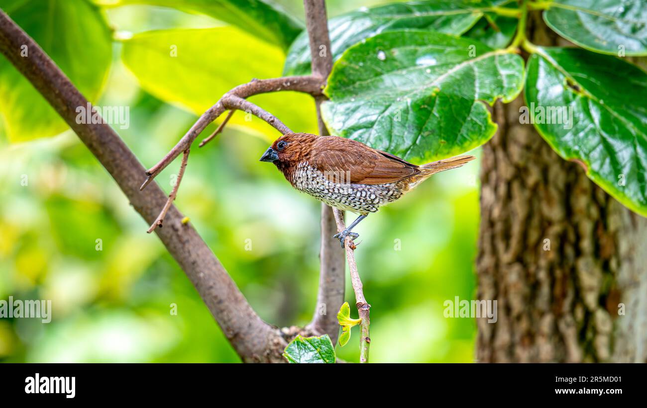 Vögel Stockfoto