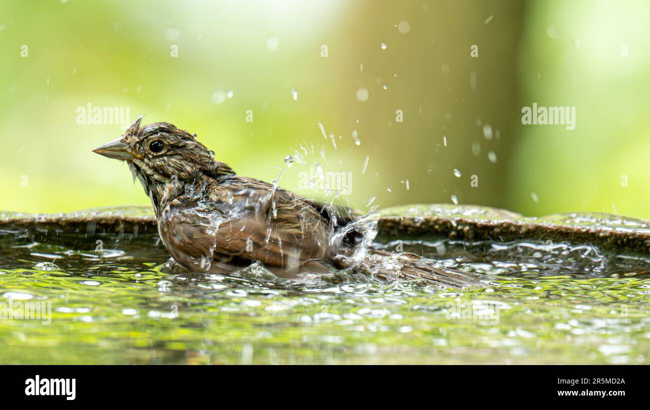 Vögel Stockfoto