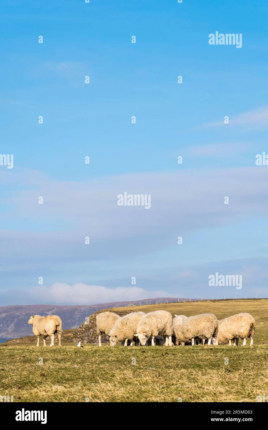 Schafe auf der Insel Yell, Shetland. Stockfoto