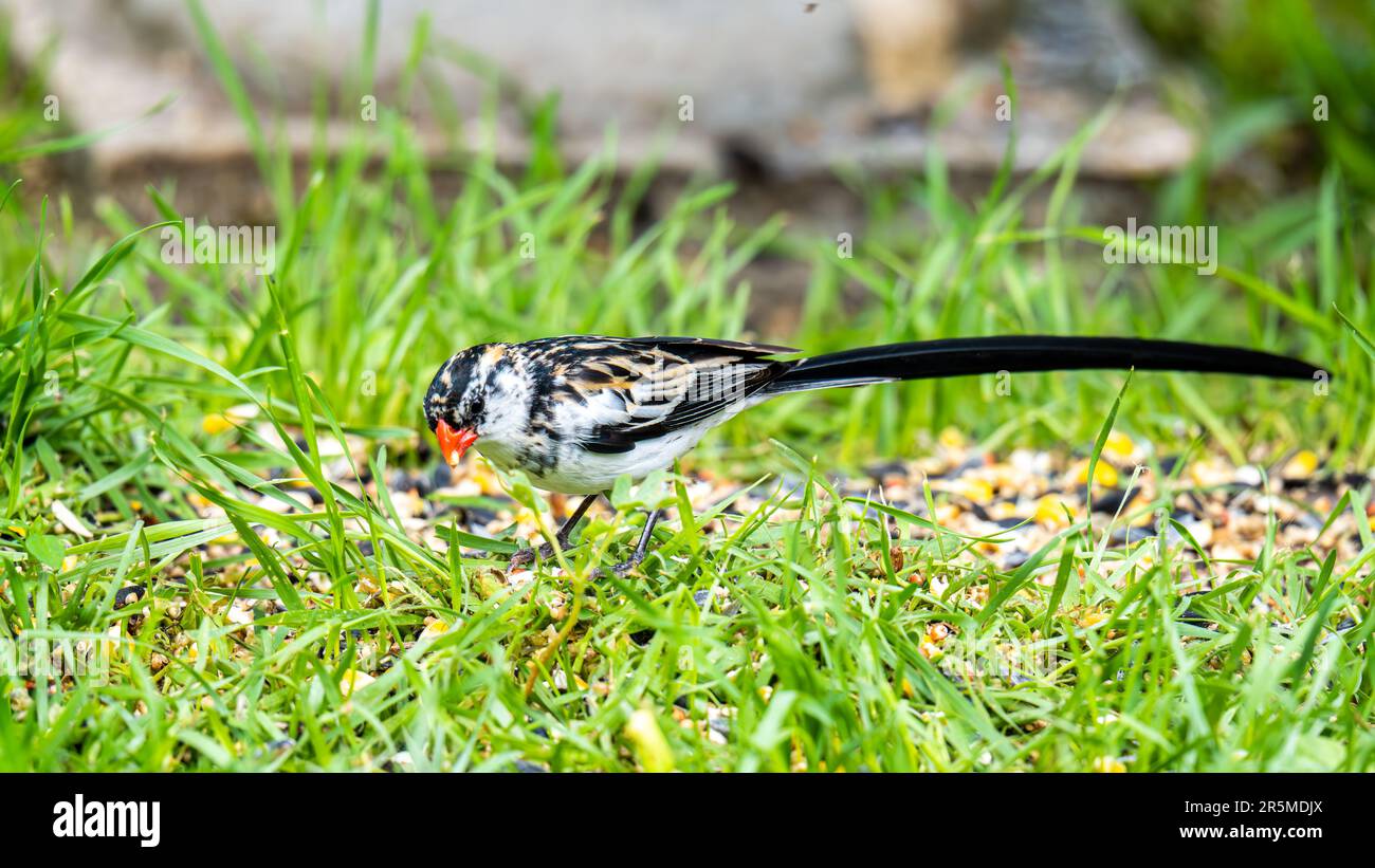 Vögel Stockfoto
