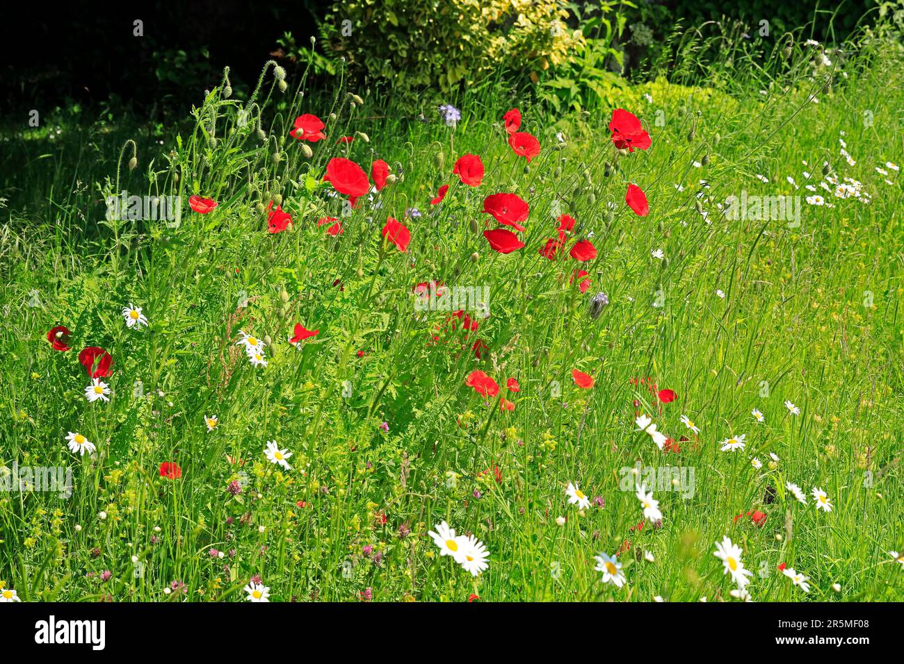 Gemeine Mohnblume und Margueriten (Ochsenaugen-Gänseblümchen) in der ...