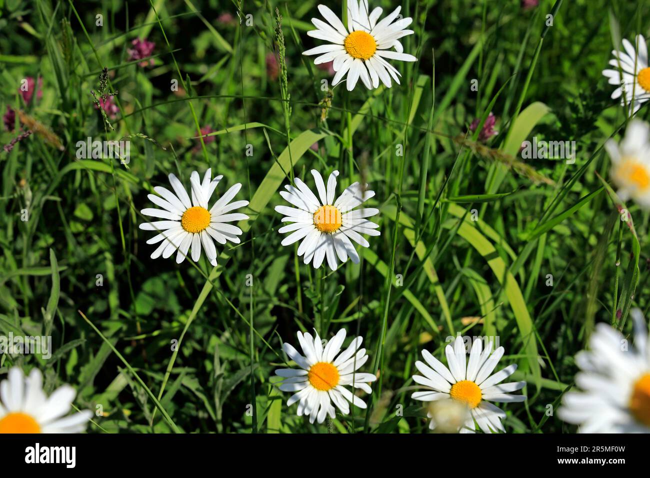 Margueriten, Ochsenäugige Gänseblümchen. Cardiff. Aufgenommen - Sommer, Juni 2023 Stockfoto