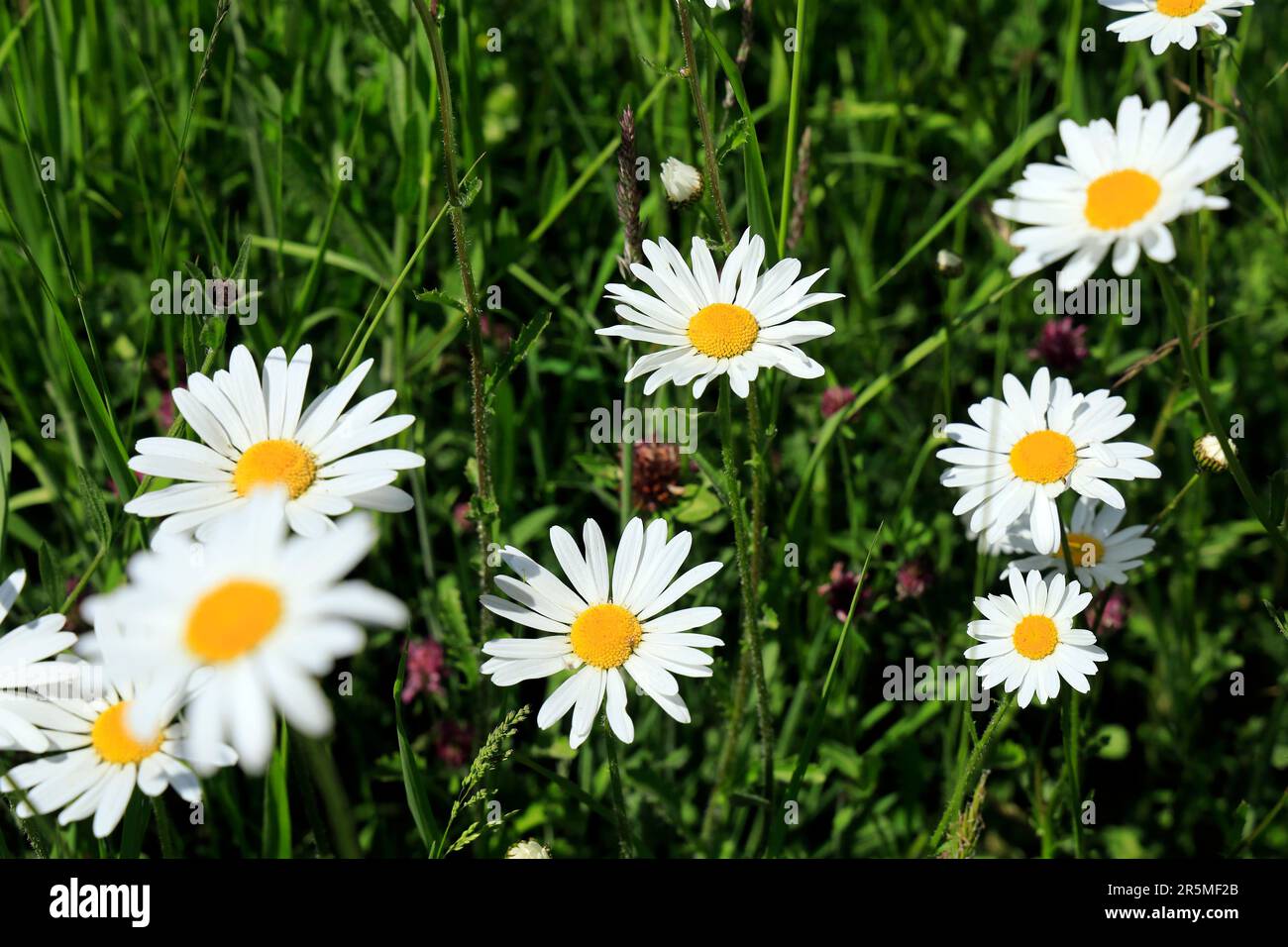 Margueriten, Ochsenäugige Gänseblümchen. Cardiff. Aufgenommen - Sommer, Juni 2023 Stockfoto