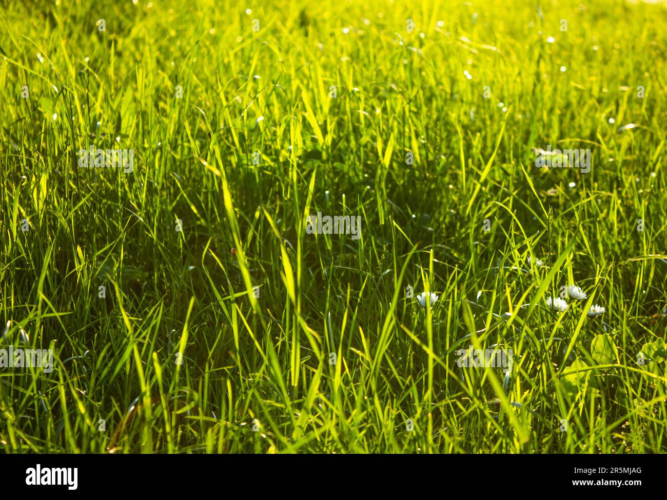 Sonnengras. Frischgras-Nahaufnahme. Die Sonne scheint auf dem Gras. Weichzeichner. Abstrakter Natur-Hintergrund Stockfoto